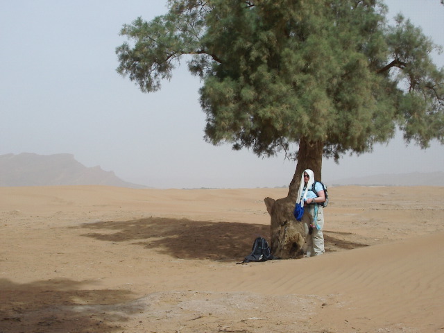 THE TAMARISK TREE