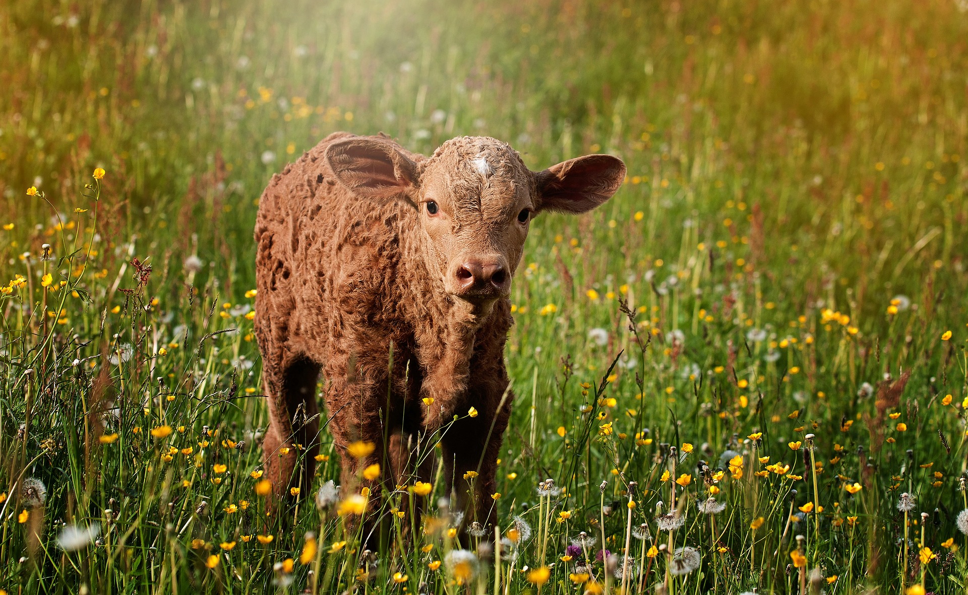 calf-829430_1920