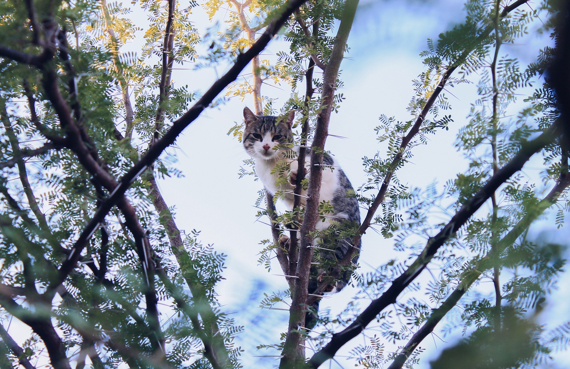 cat-3915533_1920