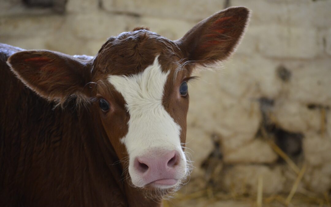 CALF PATH