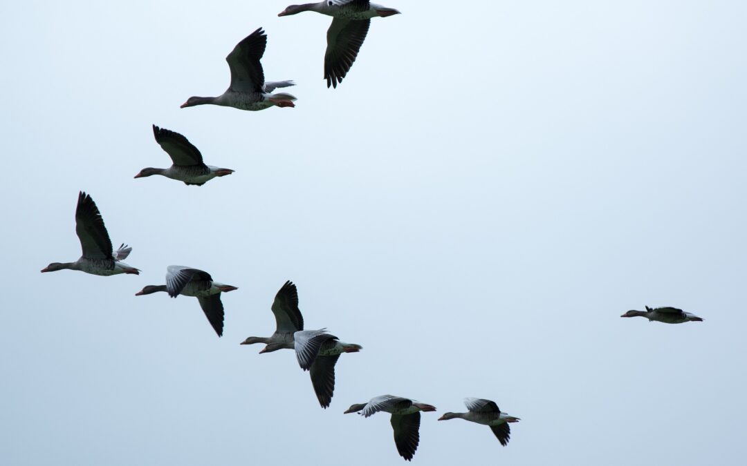 ANOTHER LESSON FROM THE GEESE
