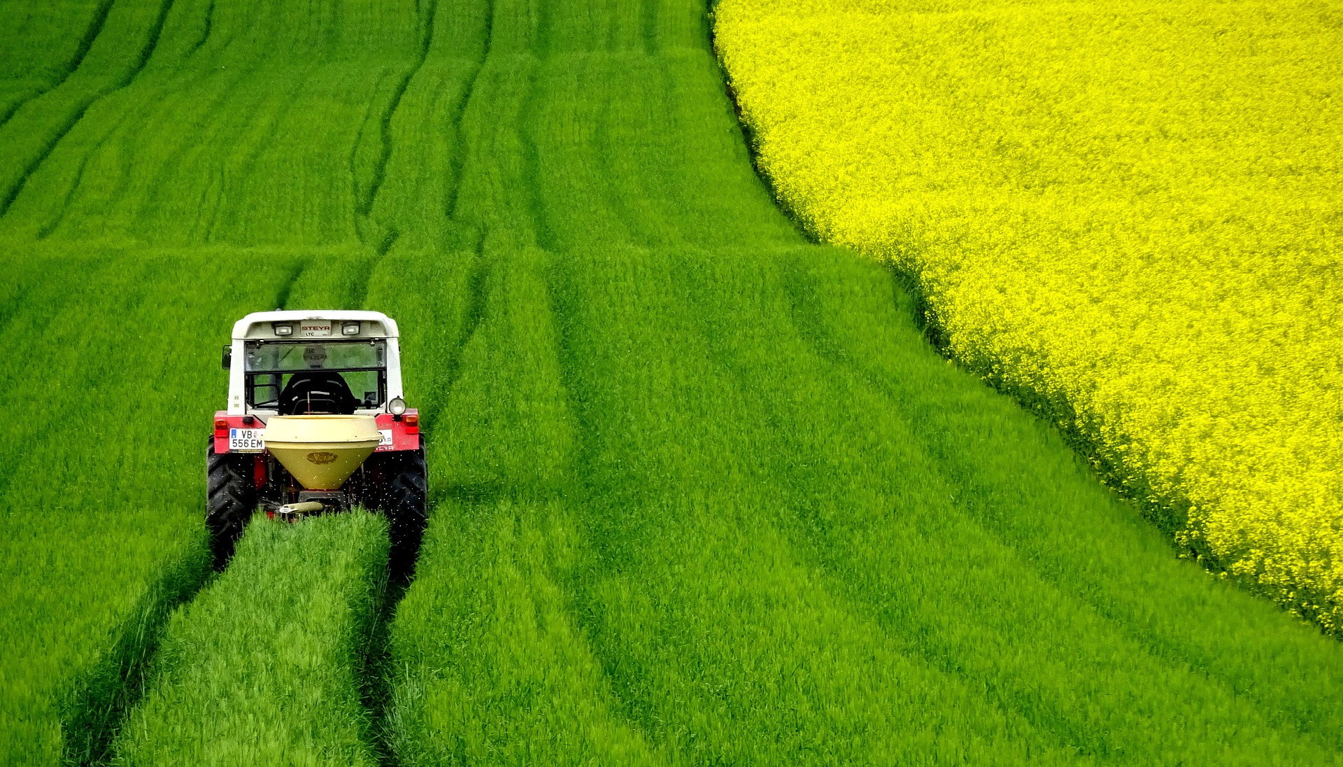 rapeseeds-4910374_1920