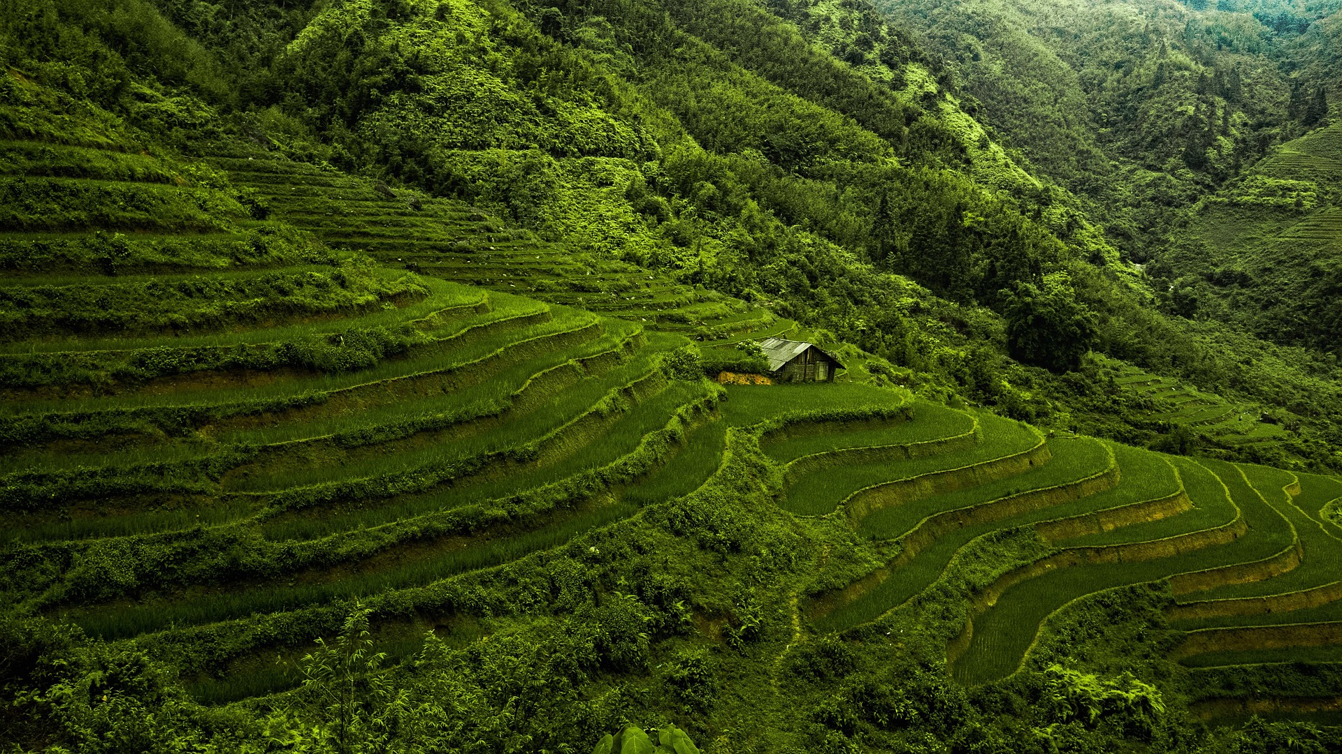 rice-paddy-4252014_1920