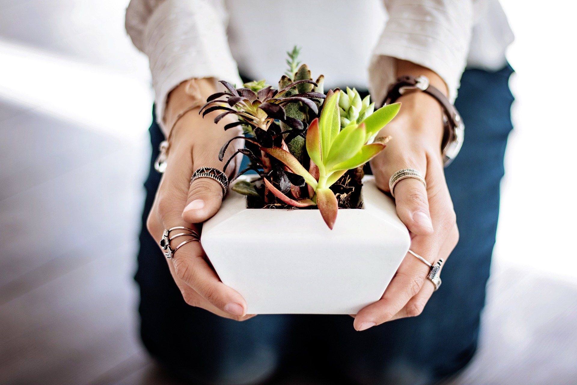 succulents-2347550_1920 (1)