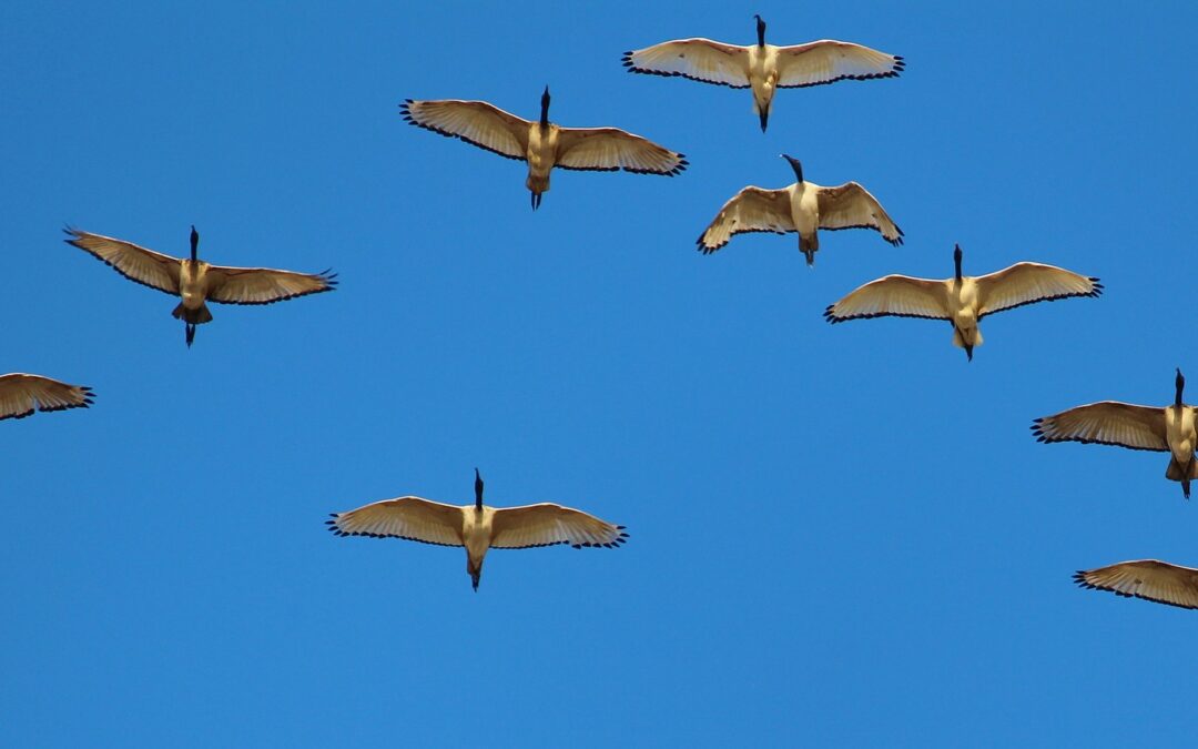 THE WILD GOOSE